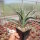Yucca filamentosa cv. Bright Edge (dw)