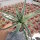 Yucca filamentosa cv. Bright Edge (dw)