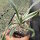 Yucca filamentosa cv. Bright Edge (dw)