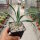 Yucca filamentosa cv. Bright Edge (dw)