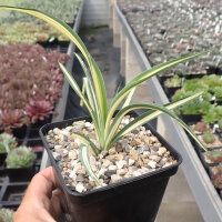 Yucca filamentosa cv. Color Guard (dw)