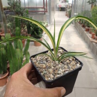 Yucca filamentosa cv. Color Guard (dw)