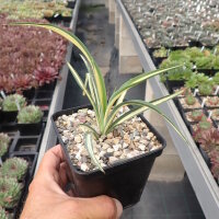 Yucca filamentosa cv. Color Guard (dw)