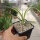 Yucca filamentosa cv. Color Guard (dw)