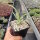 Yucca filamentosa cv. Color Guard (dw)