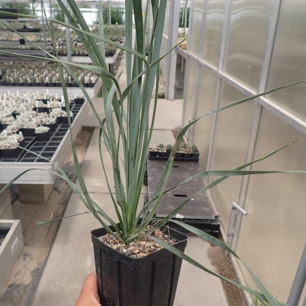 Yucca rostrata (dw)