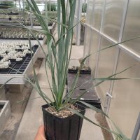 Yucca rostrata (dw)