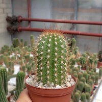 Trichocereus-Hybr. Yellow California gehört...