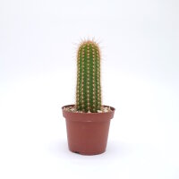 Trichocereus-Hybr. Yellow California gehört botanisch zu Echinopsis-Hybr. Flying Saucer