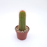 Trichocereus-Hybr. Yellow California gehört botanisch zu Echinopsis-Hybr. Flying Saucer