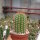Trichocereus-Hybr. Yellow California gehört botanisch zu Echinopsis-Hybr. Flying Saucer