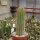Trichocereus-Hybr. Yellow California gehört botanisch zu Echinopsis-Hybr. Flying Saucer