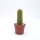 Trichocereus-Hybr. Yellow California gehört botanisch zu Echinopsis-Hybr. Flying Saucer