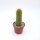 Trichocereus-Hybr. Yellow California gehört botanisch zu Echinopsis-Hybr. Flying Saucer