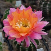 Echinopsis-Hybr. Rotorange
