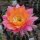 Echinopsis-Hybr. Rotorange