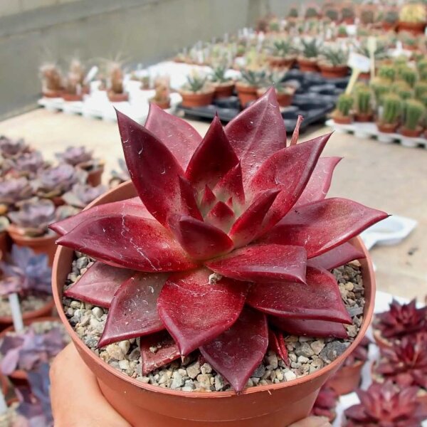 Echeveria agavoides cv. Atlas Rosso