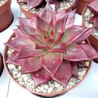 Echeveria agavoides cv. Atlas Rosso