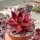 Echeveria agavoides cv. Atlas Rosso