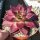 Echeveria agavoides cv. Atlas Rosso