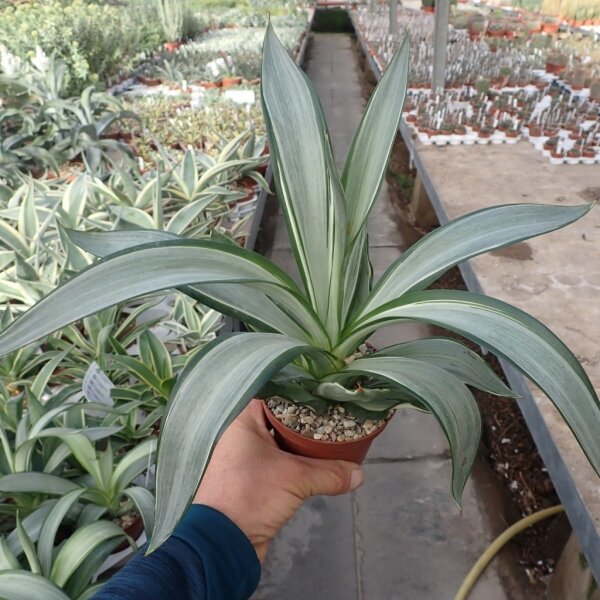 Agave desmettiana cv. Silver Star