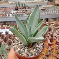 Agave desmettiana cv. Silver Star