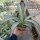 Agave desmettiana cv. Silver Star