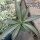 Agave desmettiana cv. Silver Star