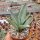 Agave desmettiana cv. Silver Star