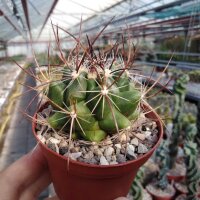 Thelocactus garciae General Felipe Angeles 243/84