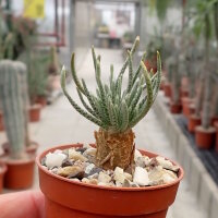 Anacampseros quinaria ssp. alstonii CITES