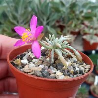 Anacampseros quinaria ssp. alstonii CITES