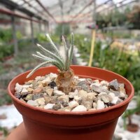 Anacampseros quinaria ssp. alstonii CITES