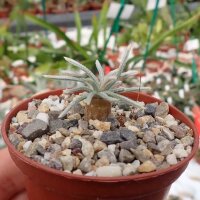 Anacampseros quinaria ssp. alstonii CITES