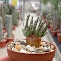 Anacampseros quinaria ssp. alstonii CITES