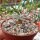 Anacampseros quinaria ssp. alstonii CITES