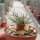 Anacampseros quinaria ssp. alstonii CITES