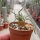 Anacampseros quinaria ssp. alstonii CITES