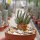 Anacampseros quinaria ssp. alstonii CITES