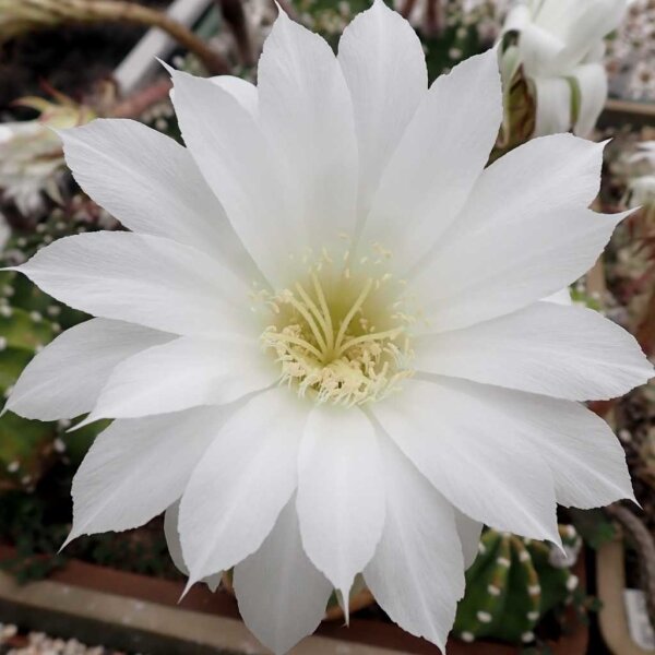 Echinopsis subdenudata cv. Fuzzy Navel