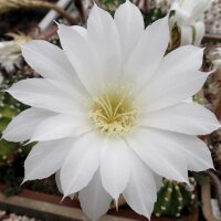 Echinopsis subdenudata cv. Fuzzy Navel