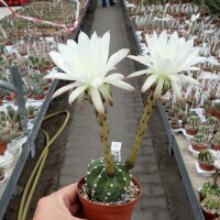 Echinopsis subdenudata cv. Fuzzy Navel