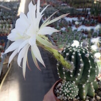 Echinopsis subdenudata cv. Fuzzy Navel
