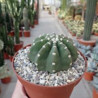 Echinopsis subdenudata cv. Fuzzy Navel
