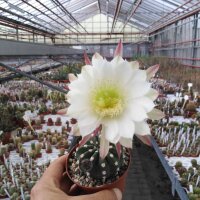 Echinopsis subdenudata cv. Fuzzy Navel