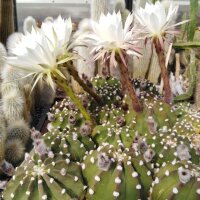 Echinopsis subdenudata cv. Fuzzy Navel