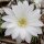 Echinopsis subdenudata cv. Fuzzy Navel