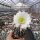 Echinopsis subdenudata cv. Fuzzy Navel