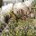 Echinopsis subdenudata cv. Fuzzy Navel