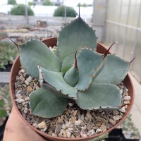 Agave parryi v. truncata (dw)